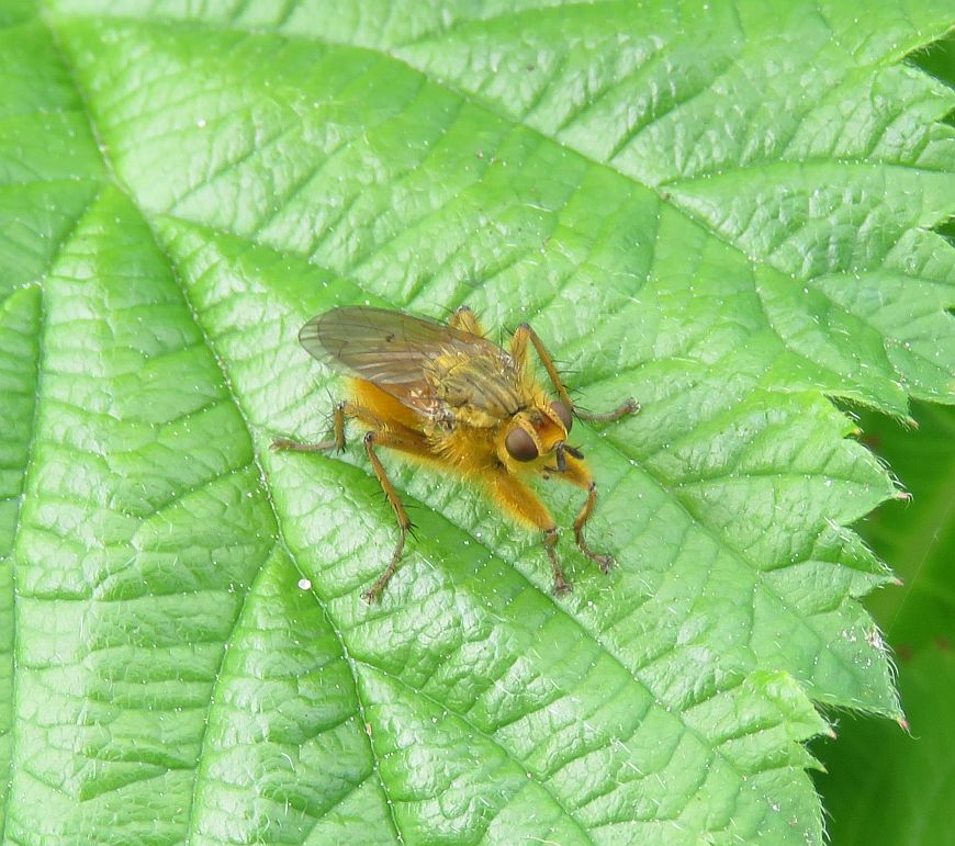  Yellow Dung Fly 